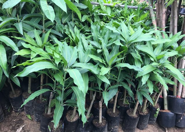 Lá của cây xoài