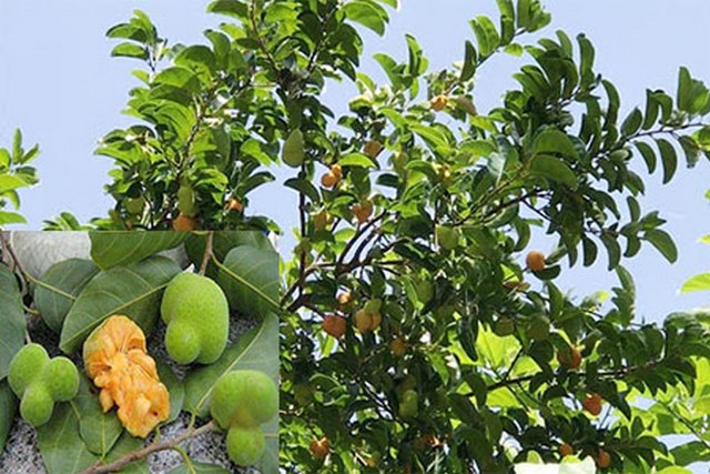 Tìm hiểu tất cả đặc điểm, tác dụng, ý nghĩa phong thủy của cây chay