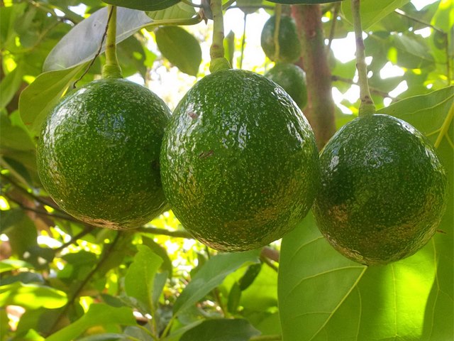 Trồng bơ đúng kỹ thuật mang tới những trái bơ chất lượng