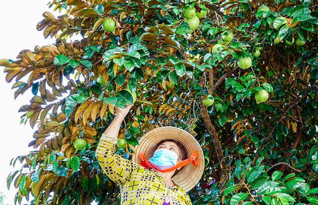 Vú sữa được trồng chủ yếu ở các tỉnh phía Nam và một số tỉnh miền Bắc, Trung