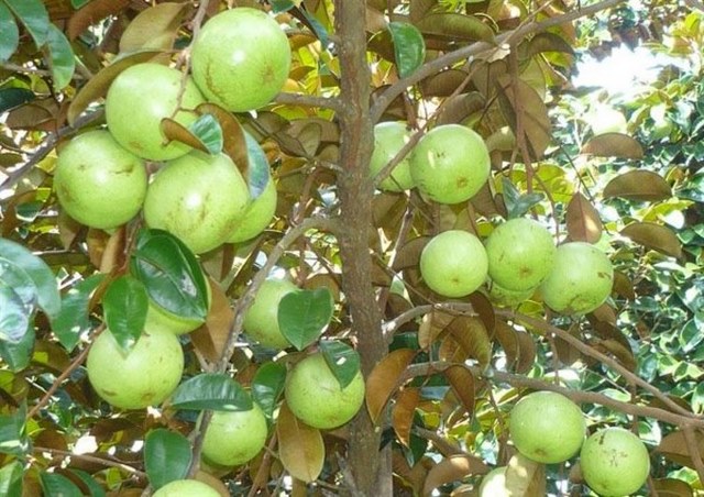 Vú sữa Lò Rèn là giống vú sữa phổ biến được nhiều người ưa chuộng nhất