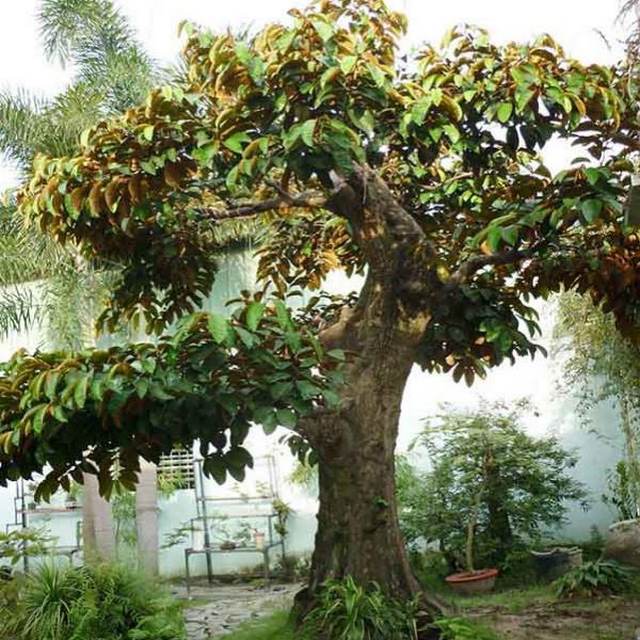 Vú sữa trồng trong sân vườn nhà mang đến sự ấm áp, hạnh phúc, tình cảm gắn kết cho các thành viên trong gia đình