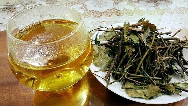 cây vối