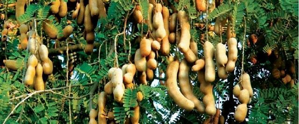 100g quả me bao nhiêu calo