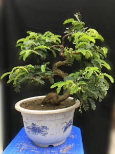 Cây me bonsai