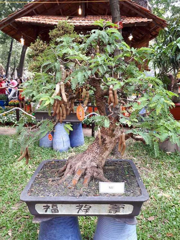 Cây me bonsai