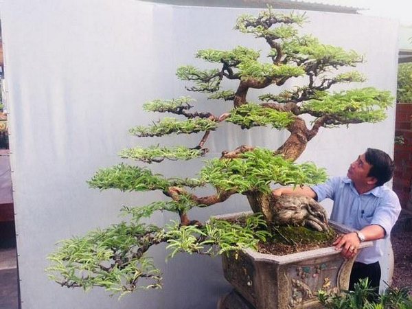 Cây me bonsai