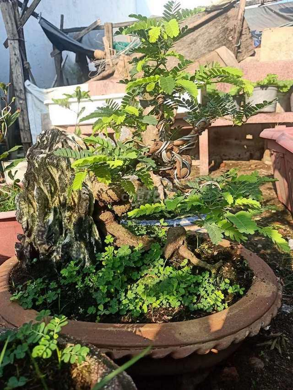 Cây me bonsai