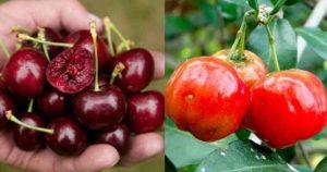 Quả sơ ri và quả cherry
