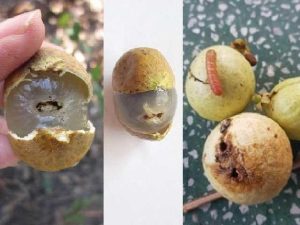 Sâu đục quả nhãn